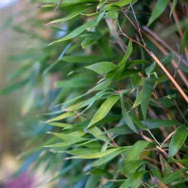 Bambus - også som hæk